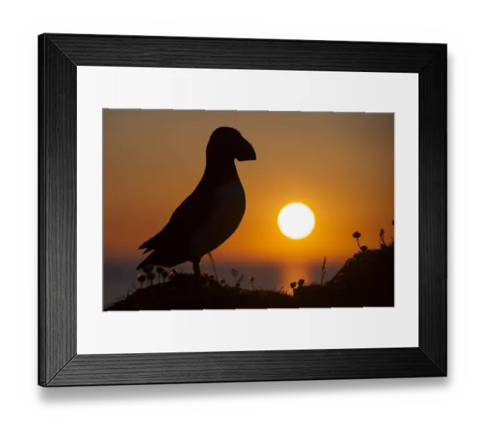 Framed Print : Puffin (Fratercula arctica) silhouetted at sunset on Hermaness, Shetland, Scotland, UK, June Framed Print : Puffin (Fratercula arctica) silhouetted at sunset on Hermaness, Shetland, Scotland, UK, June