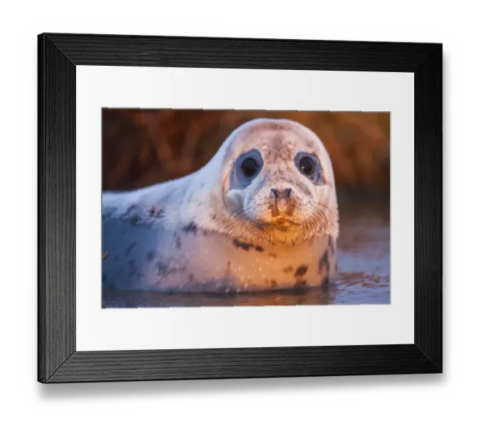 Framed Print : Grey seal (Halichoerus grypus) using freshwater pools along the shore line and in Framed Print : Grey seal (Halichoerus grypus) using freshwater pools along the shore line and in