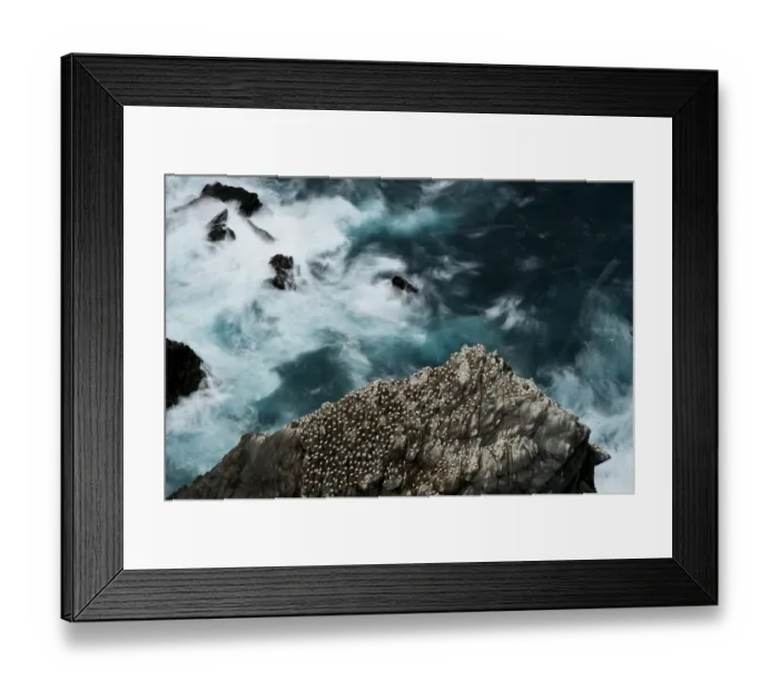 Framed Print : Aerial view of nesting Gannets (Morus bassanus) and swirling seas, Hermaness, Shetland, Scotland, UK, October Framed Print : Aerial view of nesting Gannets (Morus bassanus) and swirling seas, Hermaness, Shetland, Scotland, UK, October