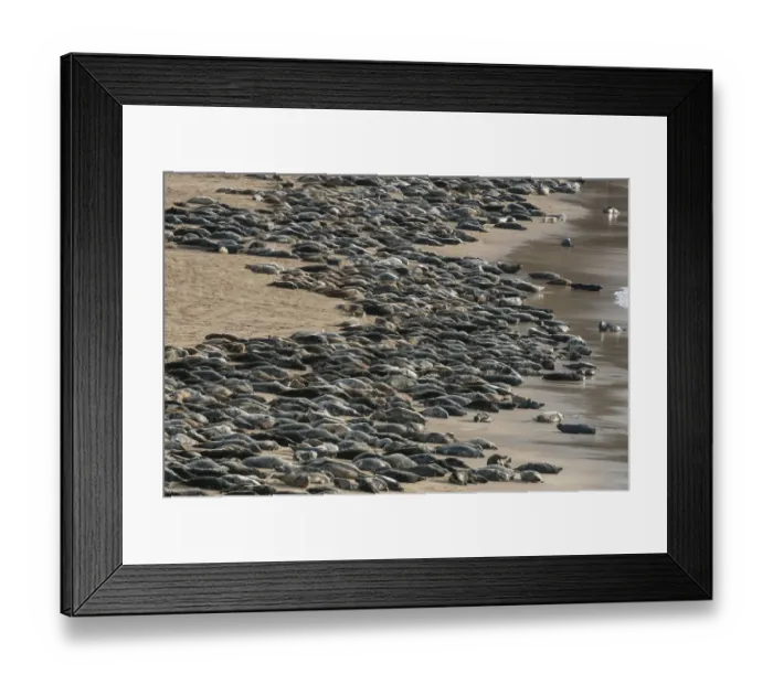 Framed Print : Grey seal (Halichoerus grypus) huge group hauled out on a beach, Island of Mingulay Framed Print : Grey seal (Halichoerus grypus) huge group hauled out on a beach, Island of Mingulay
