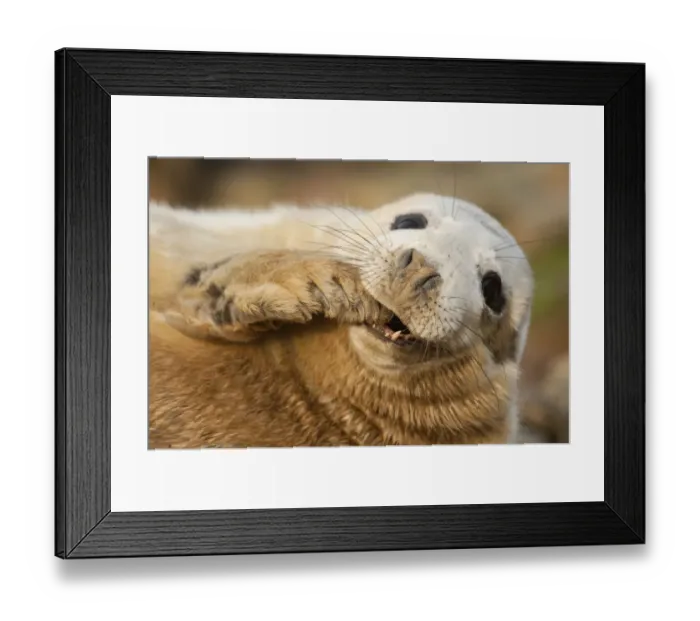 Framed Print : Grey seal (Halichoerus grypus) pup on a breeding beach, Orkney, Scotland, UK, April Framed Print : Grey seal (Halichoerus grypus) pup on a breeding beach, Orkney, Scotland, UK, April