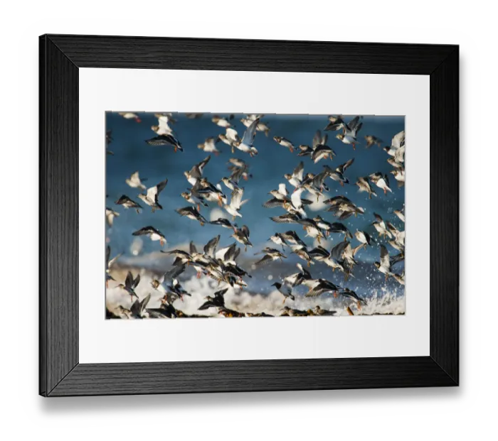 Framed Print : Turnstones (Arenaria interpres) and Purple sandpipers (Calidris maritima) over wintering Framed Print : Turnstones (Arenaria interpres) and Purple sandpipers (Calidris maritima) over wintering