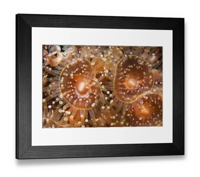 Framed Print : Orange jewel anemones (Corynactis viridis) Sula Sgeir, Scotland, UK, February Framed Print : Orange jewel anemones (Corynactis viridis) Sula Sgeir, Scotland, UK, February