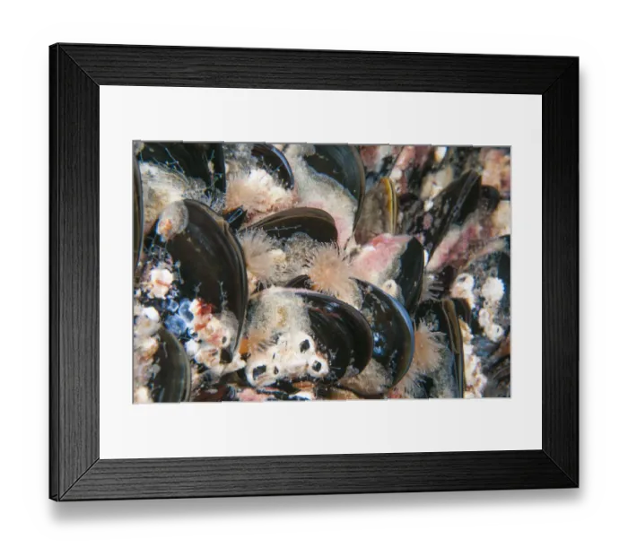 Framed Print : Blue mussels (Mytilus edulis) with encrusting marine life, Sula Sgeir, Scotland. UK, July Framed Print : Blue mussels (Mytilus edulis) with encrusting marine life, Sula Sgeir, Scotland. UK, July
