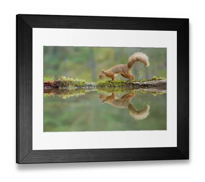 Framed Print : Red Squirrel (Sciurus vulgaris), at woodland pool, Cairngorms National Park, Scotland, UK.November Framed Print : Red Squirrel (Sciurus vulgaris), at woodland pool, Cairngorms National Park, Scotland, UK.November