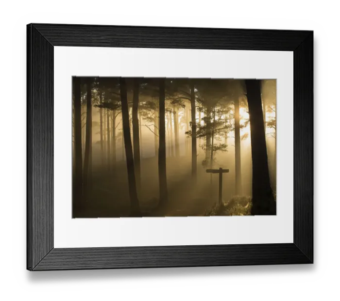 Framed Print : Sunlight splintering through misty pine forest at sunset, Glencharnoch Wood, Cairngorms Framed Print : Sunlight splintering through misty pine forest at sunset, Glencharnoch Wood, Cairngorms