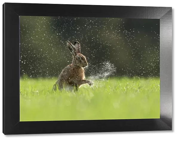 Brown Hare (Lepus europaeus) shaking water from front paws, Scotland, UK. May