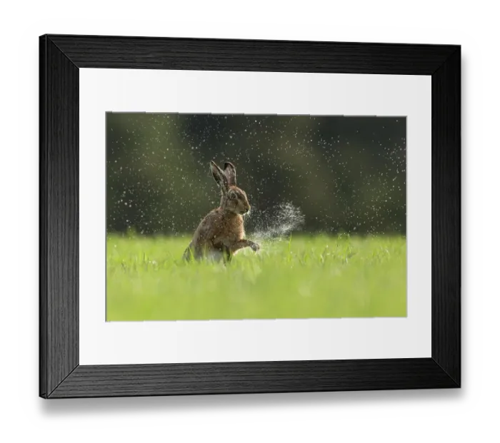 Framed Print : Brown Hare (Lepus europaeus) shaking water from front paws, Scotland, UK. May Framed Print : Brown Hare (Lepus europaeus) shaking water from front paws, Scotland, UK. May