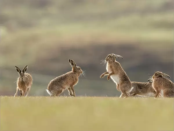 Brown hare, (Lepus europaeus), group of animals in field, Islay, Scotland, UK. March
