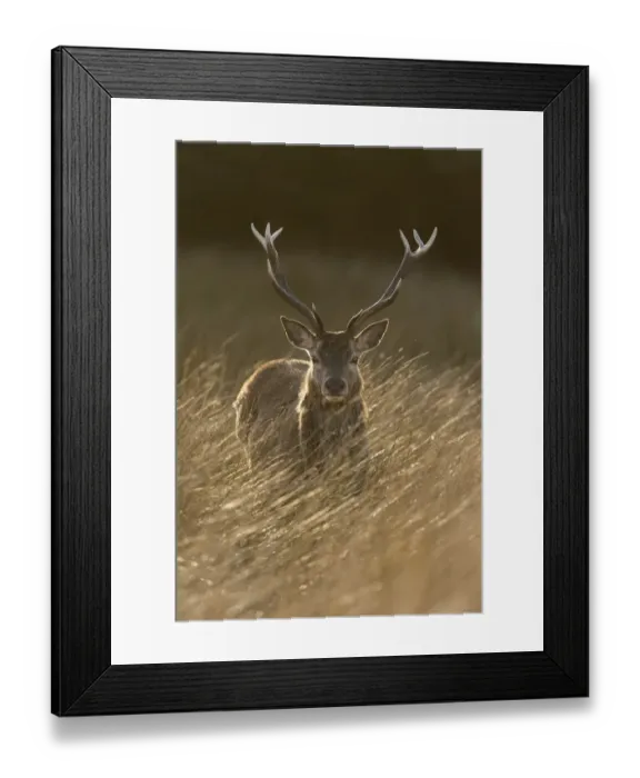 Framed Print : Red deer, (Cervus elaphus), stag in rough grassland, Jura, Scotland, UK. April Framed Print : Red deer, (Cervus elaphus), stag in rough grassland, Jura, Scotland, UK. April