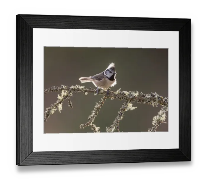 Framed Print : Crested tit (Parus cristatus) backlit on lichen-covered branch, Inshriach Forest Framed Print : Crested tit (Parus cristatus) backlit on lichen-covered branch, Inshriach Forest