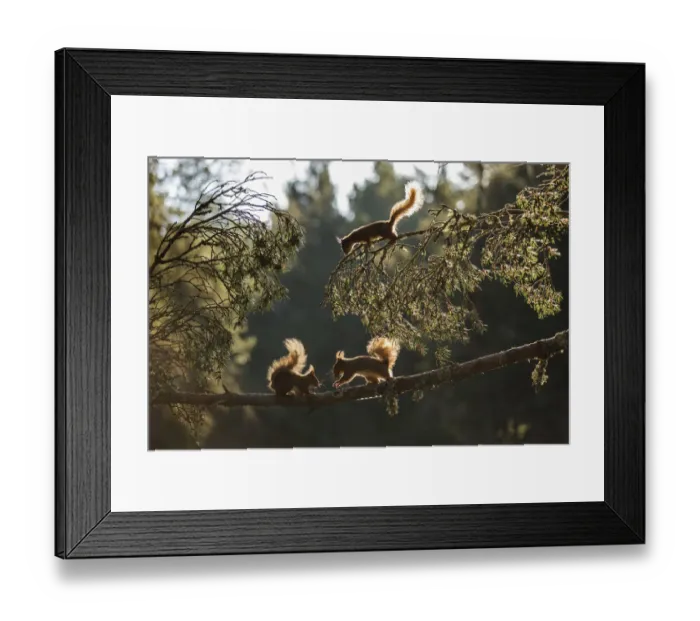 Framed Print : Red squirrel, (Sciurus vulgaris), three animals backlit on pine branch, Cairngorms National Park Framed Print : Red squirrel, (Sciurus vulgaris), three animals backlit on pine branch, Cairngorms National Park