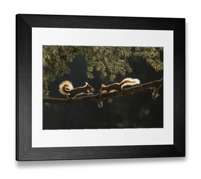 Framed Print : Red squirrel, (Sciurus vulgaris), two backlit on pine branch, Cairngorms National Park Framed Print : Red squirrel, (Sciurus vulgaris), two backlit on pine branch, Cairngorms National Park