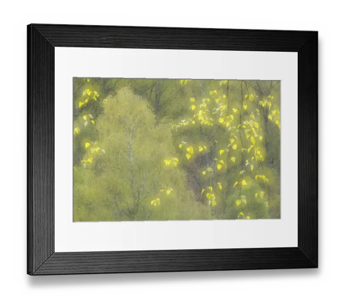 Framed Print : Creative impression of Silver birch (Betula pendula) foliage, Creagellachie NNR Framed Print : Creative impression of Silver birch (Betula pendula) foliage, Creagellachie NNR