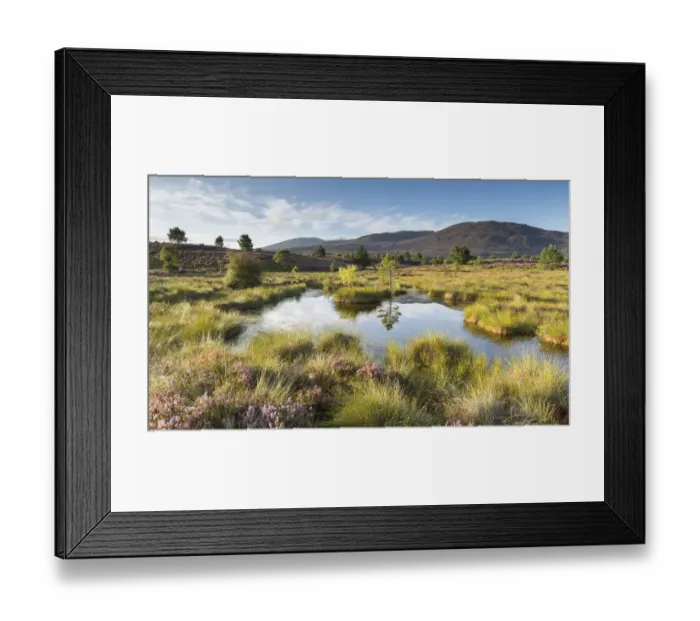 Framed Print : Small pool on bog moorland, Tulloch Moor, Cairngorms National Park, Scotland, UK, August Framed Print : Small pool on bog moorland, Tulloch Moor, Cairngorms National Park, Scotland, UK, August