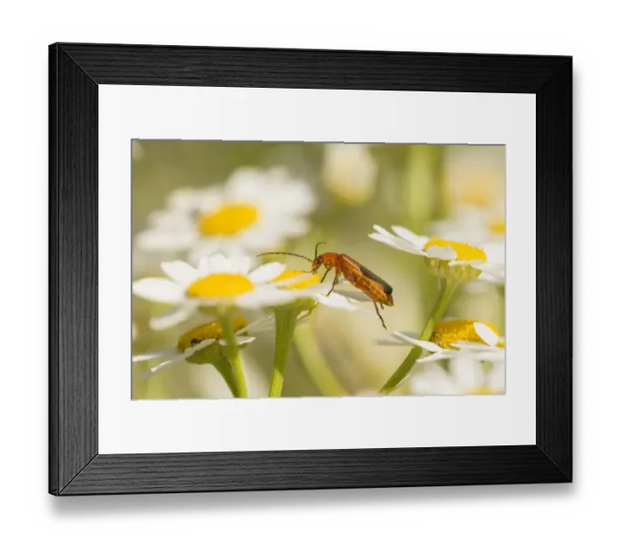 Framed Print : Beetle, (Rhagonycha fulva), feeding on oxeye daisy flower, Scotland, UK, July Framed Print : Beetle, (Rhagonycha fulva), feeding on oxeye daisy flower, Scotland, UK, July