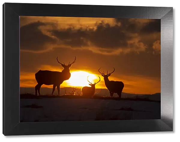 Red deer, (Cervus elaphus), stags silhouetted at sunset in winter, Scotland, UK. February