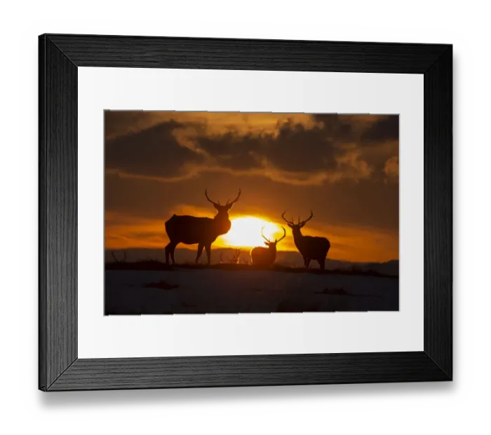 Framed Print : Red deer, (Cervus elaphus), stags silhouetted at sunset in winter, Scotland, UK. February Framed Print : Red deer, (Cervus elaphus), stags silhouetted at sunset in winter, Scotland, UK. February