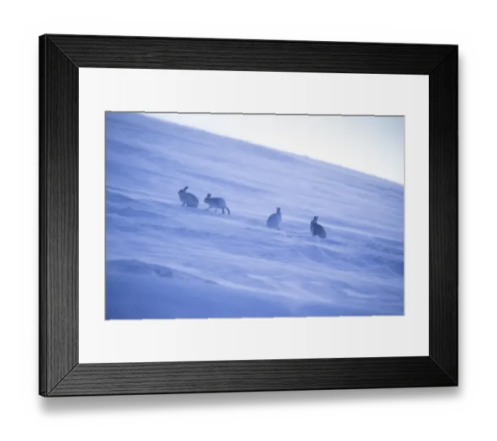 Framed Print : Mountain hare, (Lepus timidus), four animals on snowy hillside in winter, Scotland, UK, February Framed Print : Mountain hare, (Lepus timidus), four animals on snowy hillside in winter, Scotland, UK, February