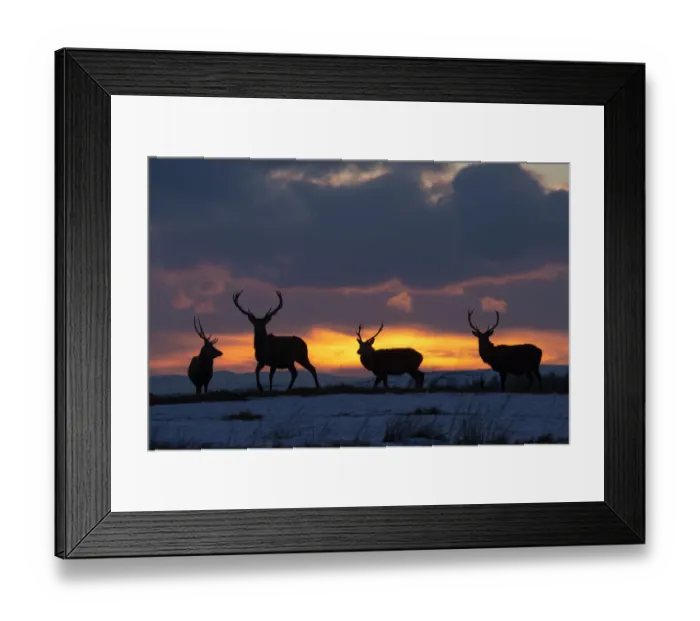 Framed Print : Red deer, (Cervus elaphus), stags silhouetted at sunset in winter, Scotland, UK. February Framed Print : Red deer, (Cervus elaphus), stags silhouetted at sunset in winter, Scotland, UK. February
