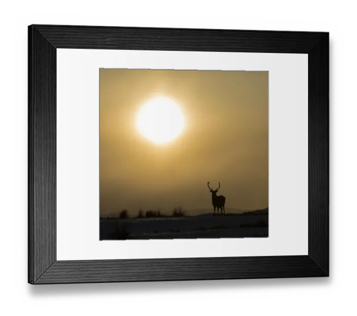 Framed Print : Red deer, (Cervus elaphus), stag silhouetted at sunset, Scotland, UK. February Framed Print : Red deer, (Cervus elaphus), stag silhouetted at sunset, Scotland, UK. February