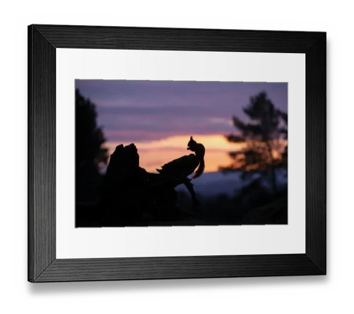 Framed Print : Red squirrel, (Sciurus vulgaris), silhouetted on stump at dawn, Scotland, UK. March