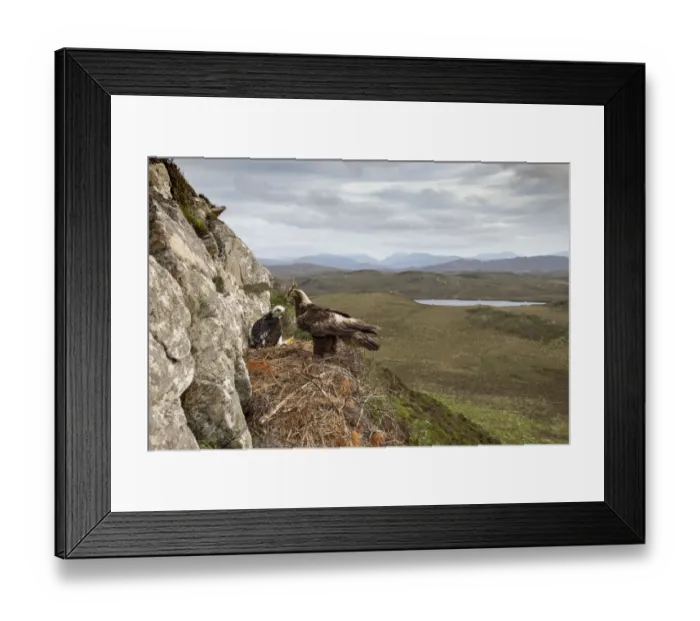 Framed Print : Golen eagle (Aquila chrysaetos) adult with nest material on eyrie with chick showing background Framed Print : Golen eagle (Aquila chrysaetos) adult with nest material on eyrie with chick showing background