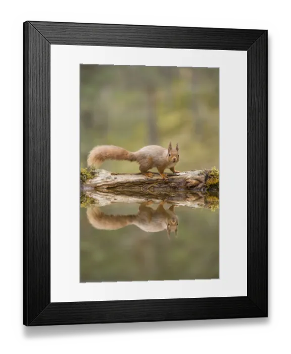 Framed Print : RF - Red Squirrel (Sciurus vulgaris), at woodland pond, Scotland, UK Framed Print : RF - Red Squirrel (Sciurus vulgaris), at woodland pond, Scotland, UK