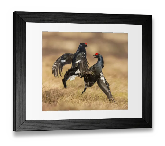 Framed Print : RF - Black Grouse (Tetrao tetrix), two males fighting on lek, Scotland, UK. April Framed Print : RF - Black Grouse (Tetrao tetrix), two males fighting on lek, Scotland, UK. April