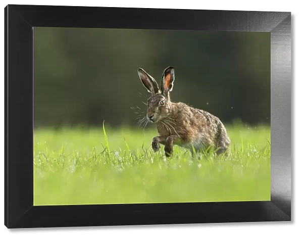 RF - Brown Hare (Lepus europaeus) running through field of grass, Scotland, UK. May (This image may be licensed either as rights managed or royalty free. )