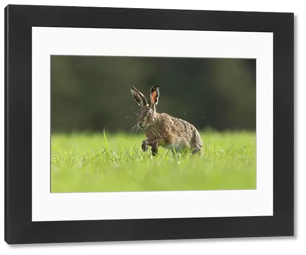 RF - Brown Hare (Lepus europaeus) running through field of grass, Scotland, UK. May (This image may be licensed either as rights managed or royalty free. )