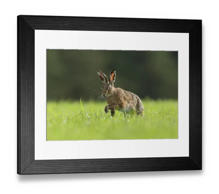Framed Print : RF - Brown Hare (Lepus europaeus) running through field of grass, Scotland, UK. May (This image may be licensed either as rights managed or royalty free. ) Framed Print : RF - Brown Hare (Lepus europaeus) running through field of grass, Scotland, UK. May (This image may be licensed either as rights managed or royalty free. )