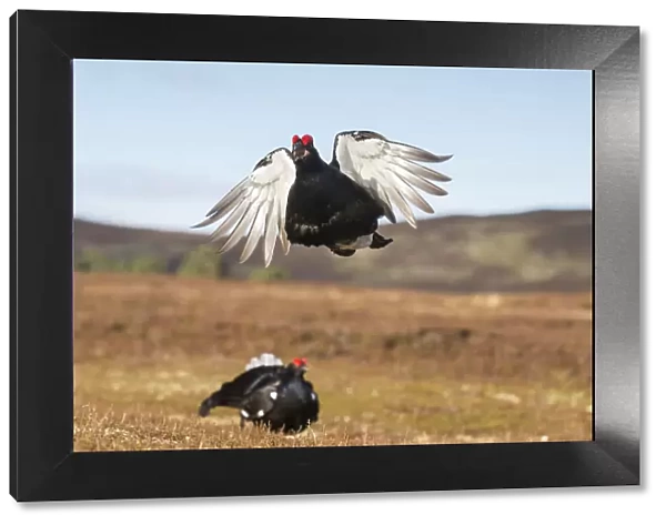 RF - Black Grouse (Tetrao tetrix) male peforming flutter jump display on lek, Cairngorms