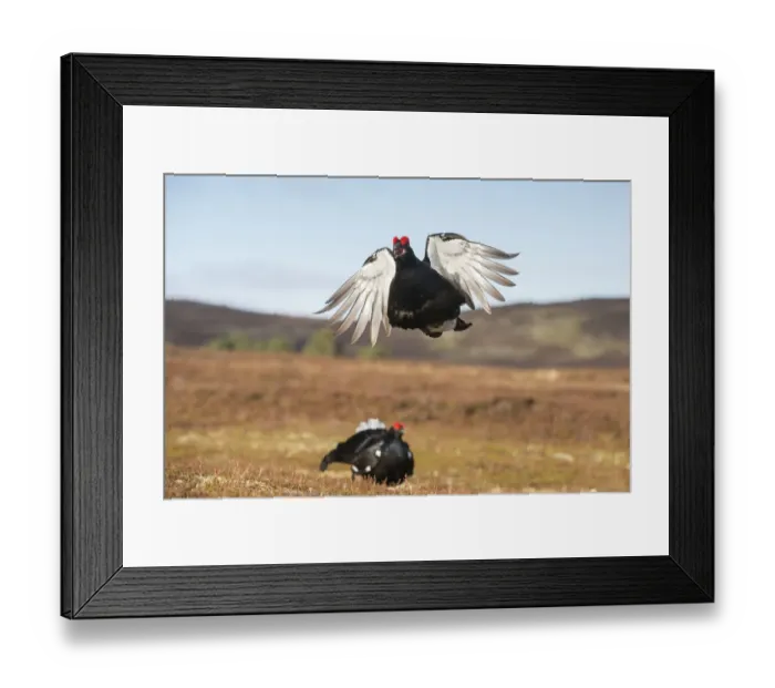 Framed Print : RF - Black Grouse (Tetrao tetrix) male peforming flutter jump display on lek, Cairngorms Framed Print : RF - Black Grouse (Tetrao tetrix) male peforming flutter jump display on lek, Cairngorms