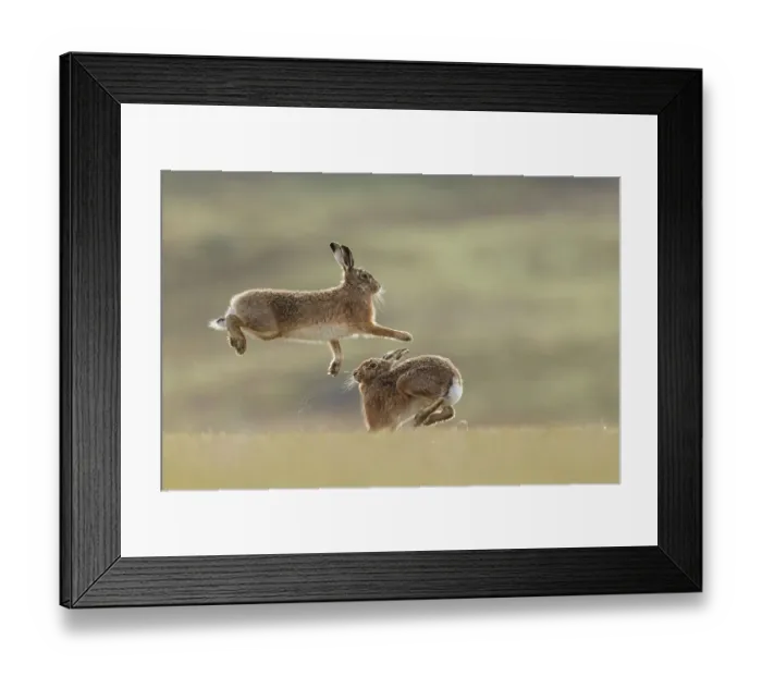Framed Print : RF - Brown hare, (Lepus europaeus), male and female displaying courtship behaviour, Islay, Scotland, UK. March (This image may be licensed either as rights managed or royalty free. ) Framed Print : RF - Brown hare, (Lepus europaeus), male and female displaying courtship behaviour, Islay, Scotland, UK. March (This image may be licensed either as rights managed or royalty free. )