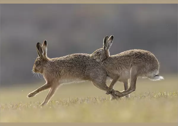 RF - Brown hare, (Lepus europaeus) male pursuing female that is in season, Islay, Scotland, UK