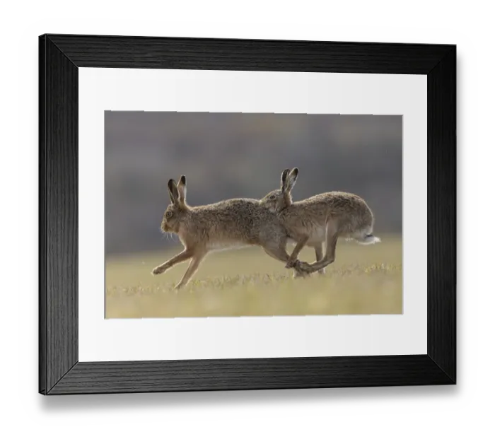 Framed Print : RF - Brown hare, (Lepus europaeus) male pursuing female that is in season, Islay, Scotland, UK Framed Print : RF - Brown hare, (Lepus europaeus) male pursuing female that is in season, Islay, Scotland, UK