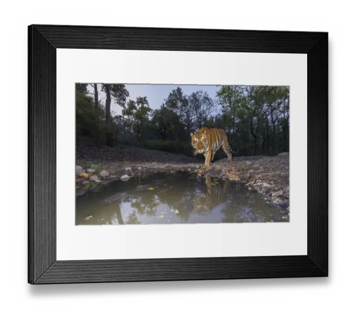 Framed Print : Tiger (Panthera tigris tigris) dominant male tiger approaching Beja pani waterhole Framed Print : Tiger (Panthera tigris tigris) dominant male tiger approaching Beja pani waterhole