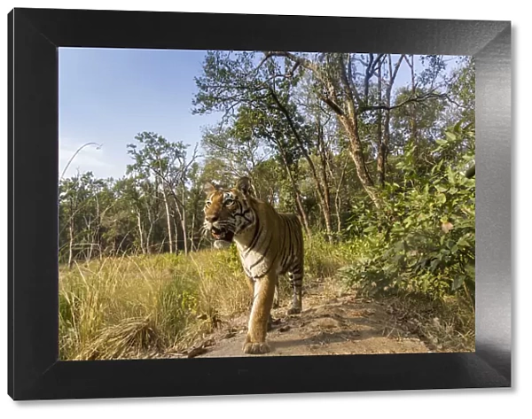 Bengal tiger (Panthera tigris tigris) (T27) walking on bund  /  dam wall trail. Kanha National Park