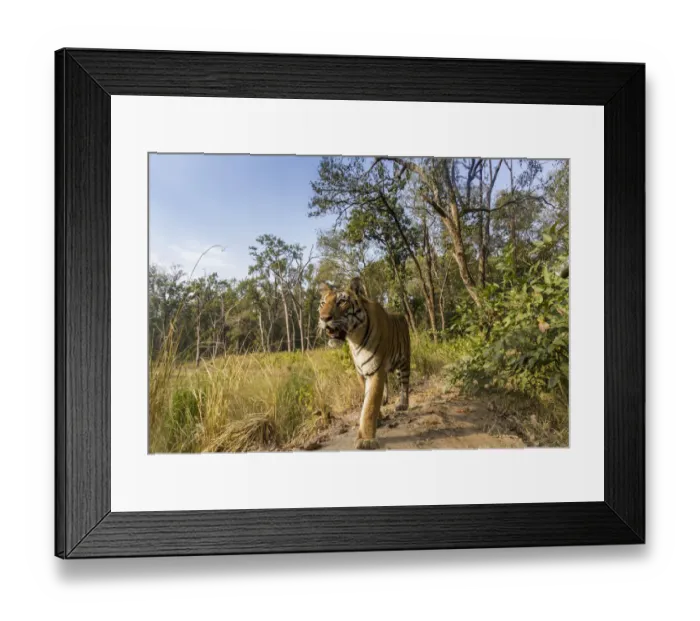 Framed Print : Bengal tiger (Panthera tigris tigris) (T27) walking on bund / dam wall trail. Kanha National Park Framed Print : Bengal tiger (Panthera tigris tigris) (T27) walking on bund / dam wall trail. Kanha National Park