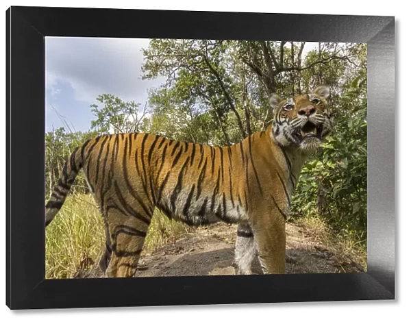 Bengal tiger (Panthera tigris tigirs) tigress, stopping due to sound from camera while patrolling
