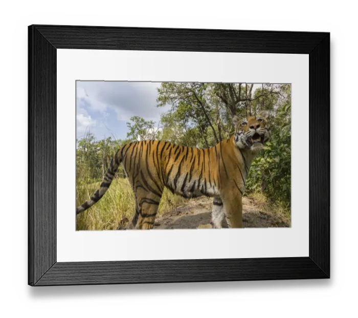 Framed Print : Bengal tiger (Panthera tigris tigirs) tigress, stopping due to sound from camera while patrolling Framed Print : Bengal tiger (Panthera tigris tigirs) tigress, stopping due to sound from camera while patrolling