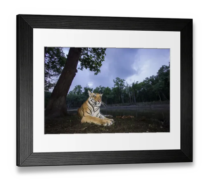 Framed Print : Bengal tiger (Panthera tigris tigris) sub adult tigress resting at dusk. Kanha National Park Framed Print : Bengal tiger (Panthera tigris tigris) sub adult tigress resting at dusk. Kanha National Park