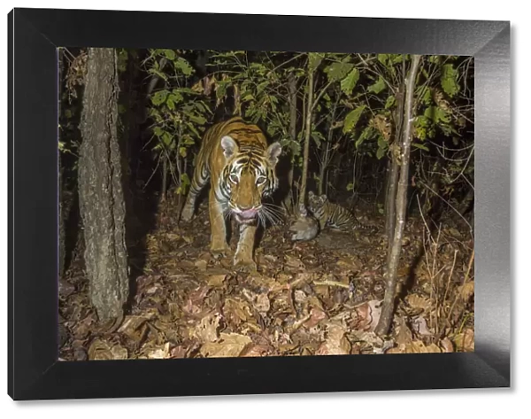 Bengal tiger (Panthera tigris tigris) tigress (T32) feeding on Spotted deer  /  Chital