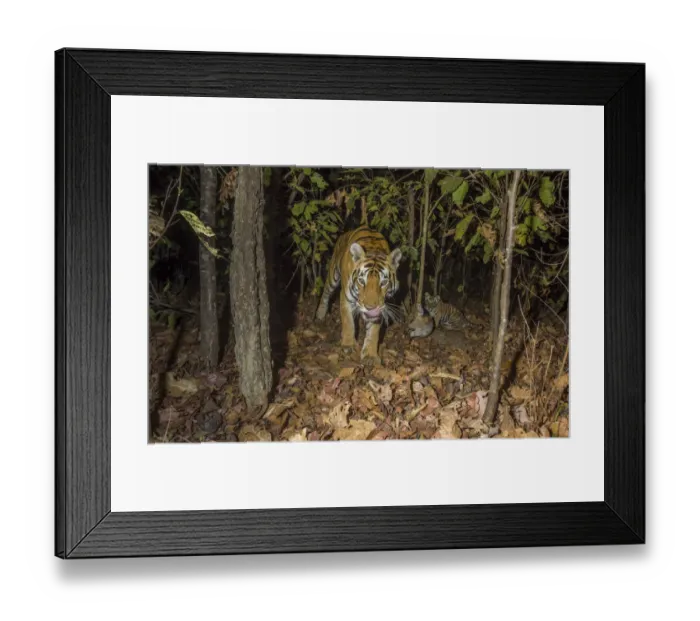 Framed Print : Bengal tiger (Panthera tigris tigris) tigress (T32) feeding on Spotted deer / Chital Framed Print : Bengal tiger (Panthera tigris tigris) tigress (T32) feeding on Spotted deer / Chital