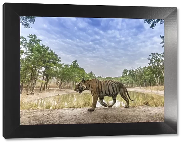 Bengal tiger (Panthera tigris tigris) dominant male (T29) walking on mud dam wall