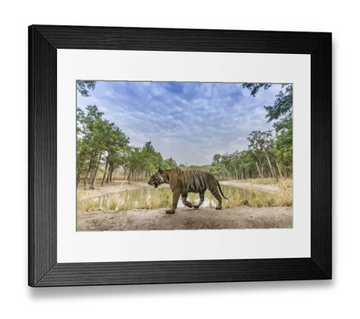 Framed Print : Bengal tiger (Panthera tigris tigris) dominant male (T29) walking on mud dam wall Framed Print : Bengal tiger (Panthera tigris tigris) dominant male (T29) walking on mud dam wall