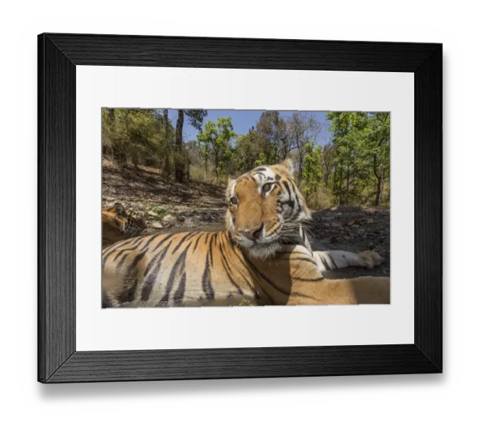 Framed Print : Bengal tiger (Panthera tigris tigris) dominant male (T29) and resident female (T27) Framed Print : Bengal tiger (Panthera tigris tigris) dominant male (T29) and resident female (T27)