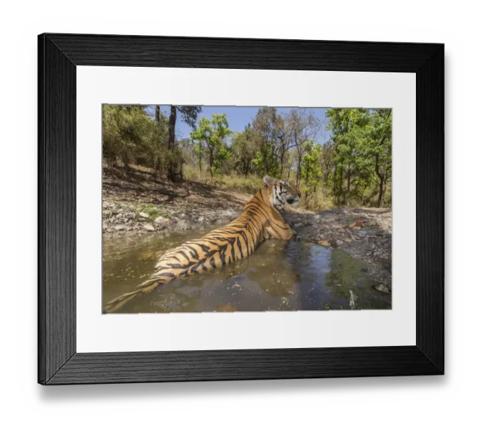 Framed Print : Bengal tiger (Panthera tigris tigris) dominant male (T29) cooling off in a waterhole Framed Print : Bengal tiger (Panthera tigris tigris) dominant male (T29) cooling off in a waterhole