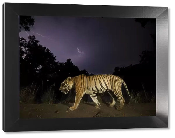 Bengal tiger (Panthera tigris tigris) walking at night dominant male (T29) with monsoon clouds and lightning. Kanha National Park, Central India